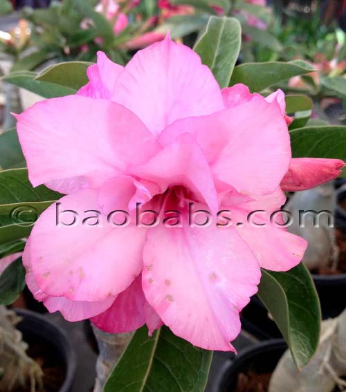 Adenium GEANT DBL ROSE