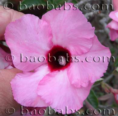 Adenium obesum PURPLE