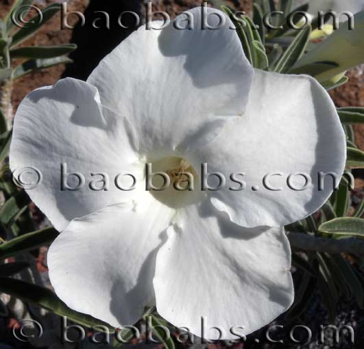 Adenium obesum WHITE