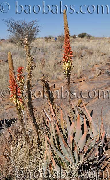 Aloe namibiensis