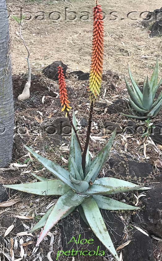 Aloe petricola