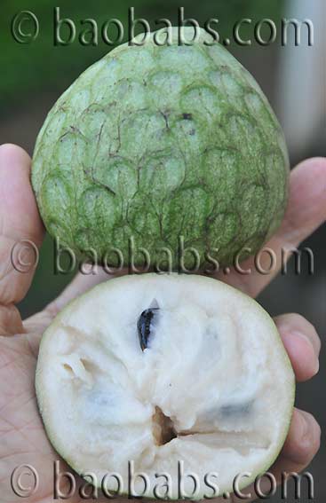 Annona cherimolia