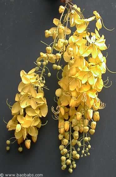 Cassia fistula