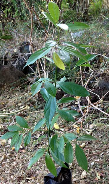 Cinnamomum verum