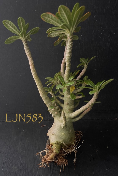 その他多肉植物 Dorstenia gigas Dorstenia gigas | | plant lust