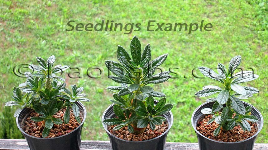 その他多肉植物 Dorstenia gigas cactus.green | Dorstenia gigas seedling 成長点カットしないの