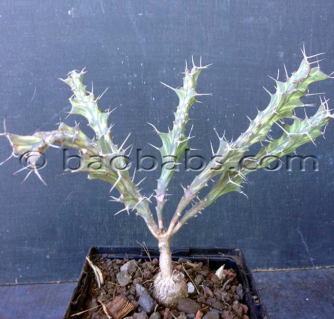 Euphorbia buruana