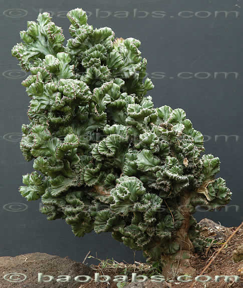 Euphorbia lactea cristata