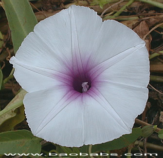 Ipomoea aquatica