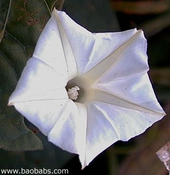 Ipomoea obscura