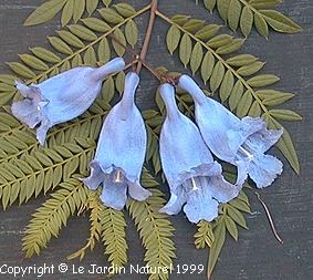 Jacaranda mimosifolia