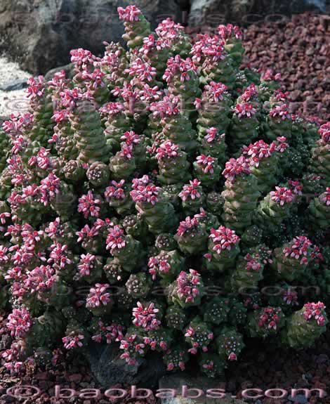 Monadenium ritchiei ssp_ nyambense