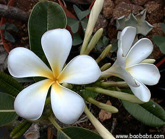 Plumeria obtusa