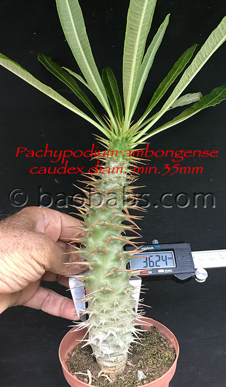 carvaniPachypodium Ambongense 種子 100個 Seeds 5】Pachypodium ambongense - SABOSABO STORE