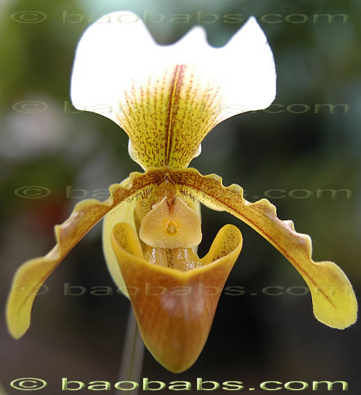 Paphiopedilum spicerianum