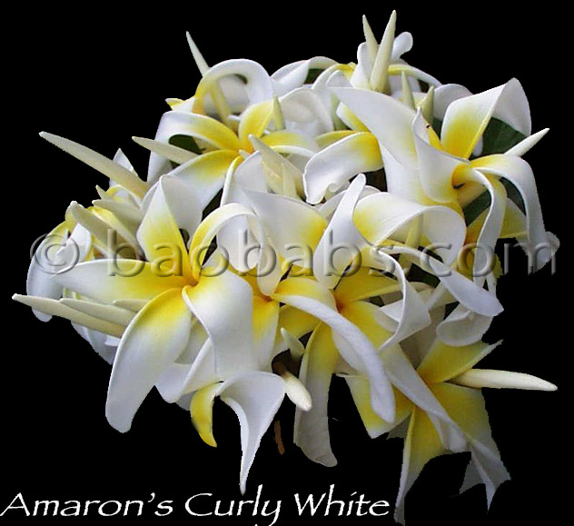 Plumeria rubra AMMARON S CURLY WHITE