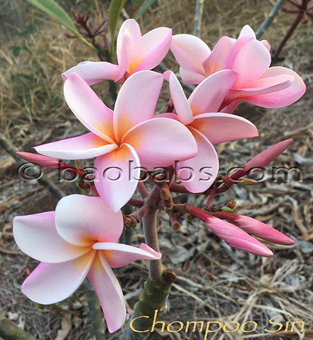 Plumeria rubra CHOMPOO SIN