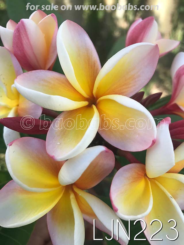 Plumeria rubra LJN223