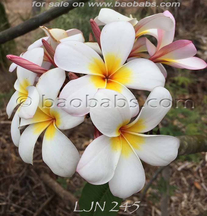 Plumeria rubra LJN245