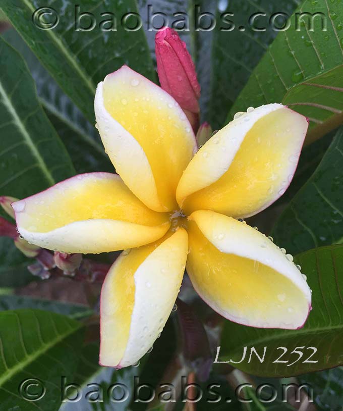 Plumeria rubra LJN252