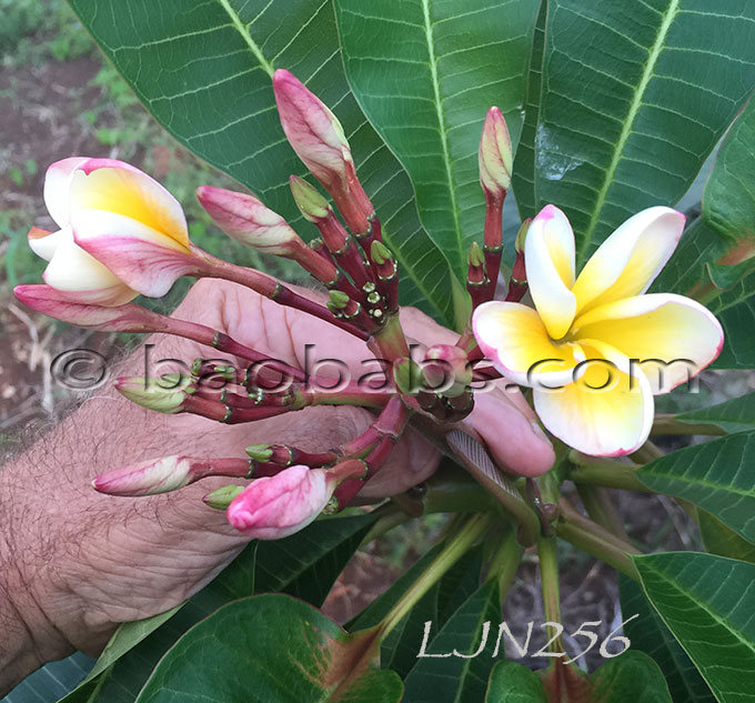 Plumeria rubra LJN256