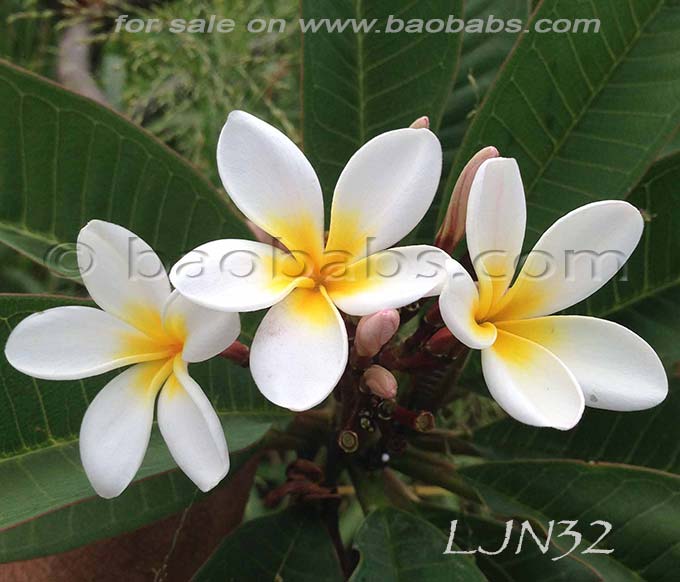 Plumeria rubra LJN32