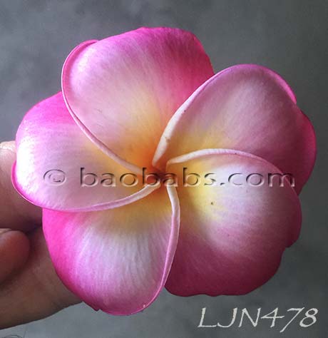 Plumeria rubra LJN478