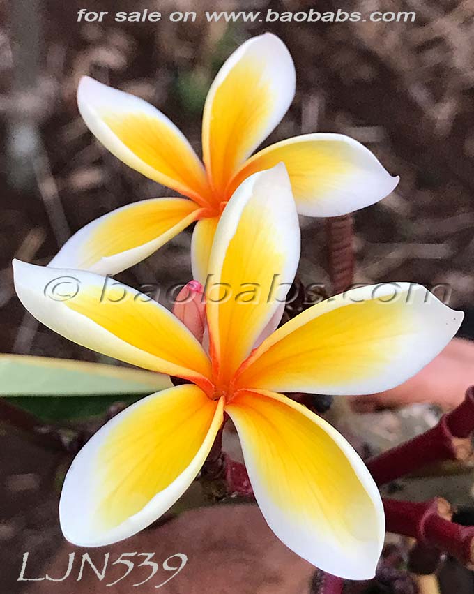 Plumeria rubra LJN539