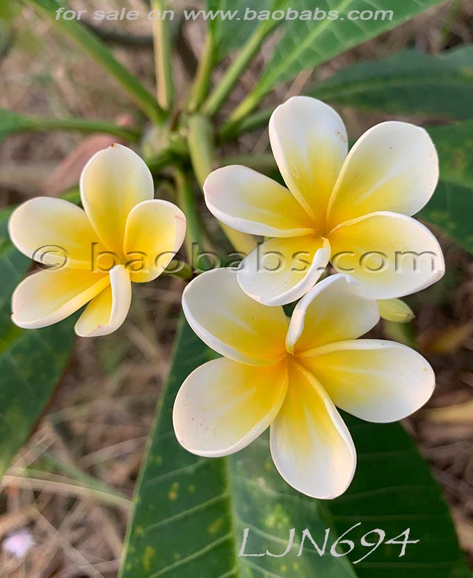 Plumeria rubra LJN694