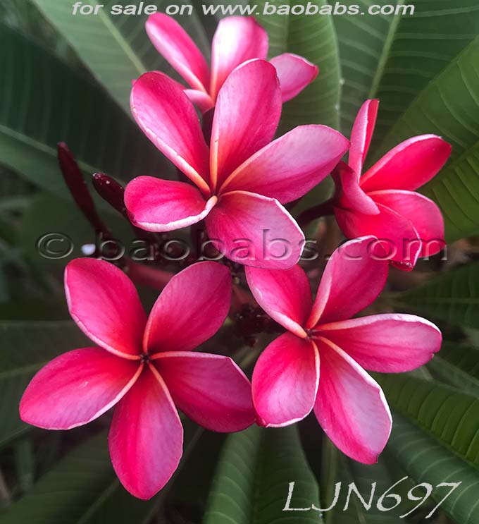 Plumeria rubra LJN697