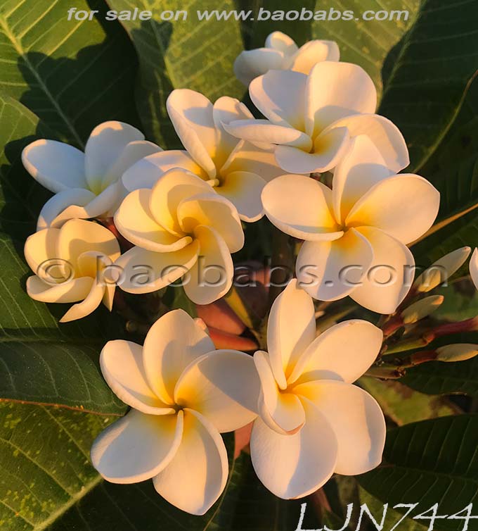 Plumeria rubra LJN744