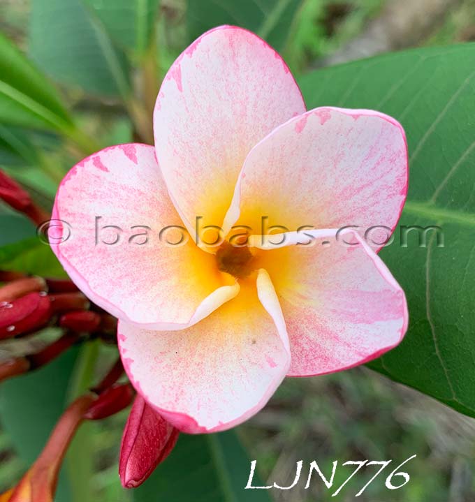 Plumeria rubra LJN776