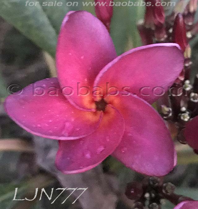 Plumeria rubra LJN777