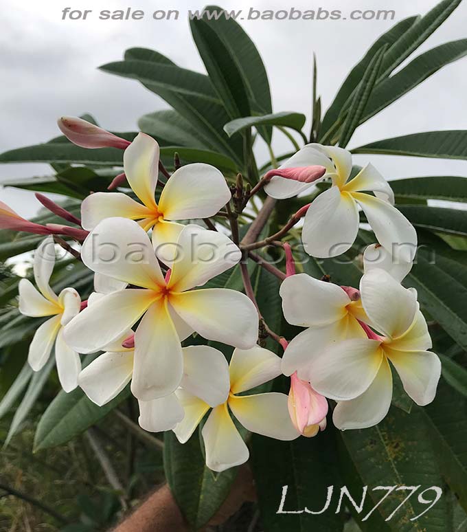 Plumeria rubra LJN779