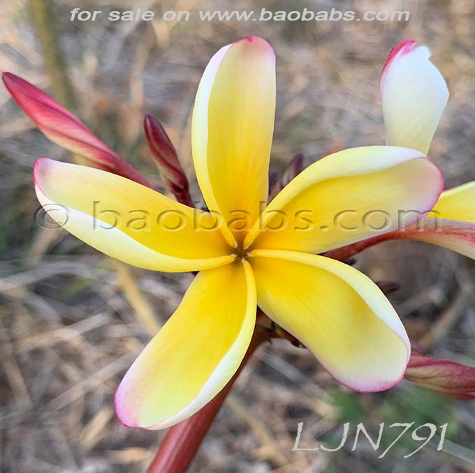 Plumeria rubra LJN791