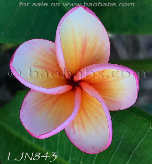 Plumeria rubra LJN843