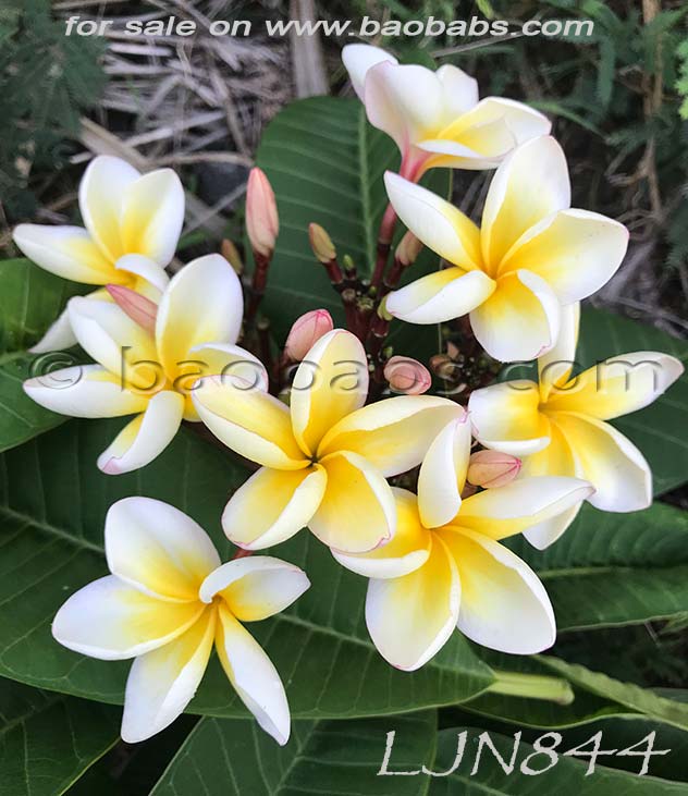 Plumeria rubra LJN844