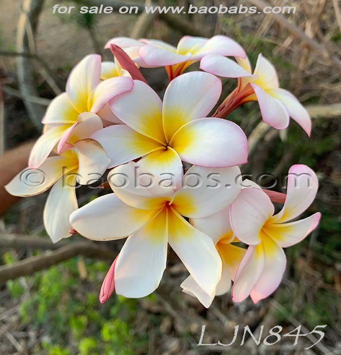 Plumeria rubra LJN845