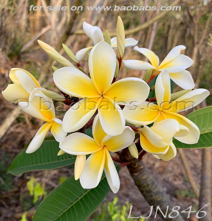 Plumeria rubra LJN846