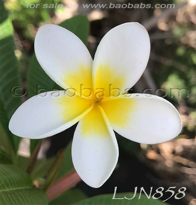 Plumeria rubra LJN858