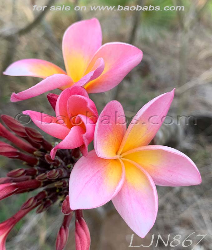 Plumeria rubra LJN867