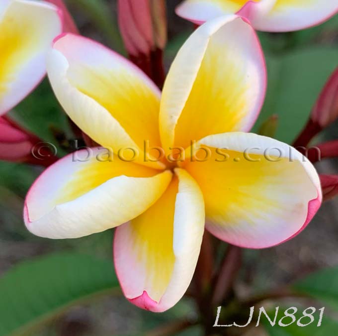 Plumeria rubra LJN881