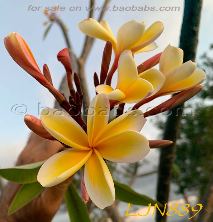 Plumeria rubra LJN889