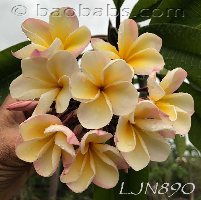 Plumeria rubra LJN890