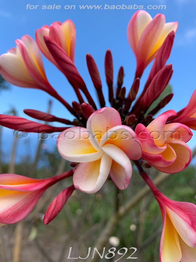 Plumeria rubra LJN892