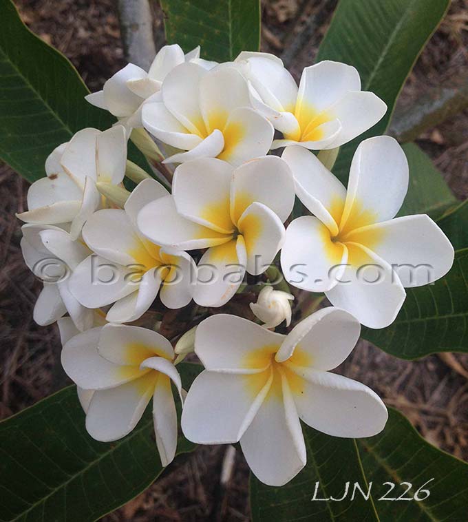 Plumeria rubra LJN226