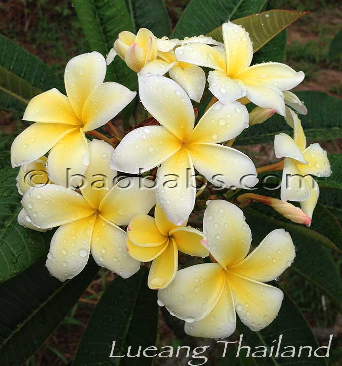 Plumeria rubra LUEANG THAILAND AKA  Yellow Thailand
