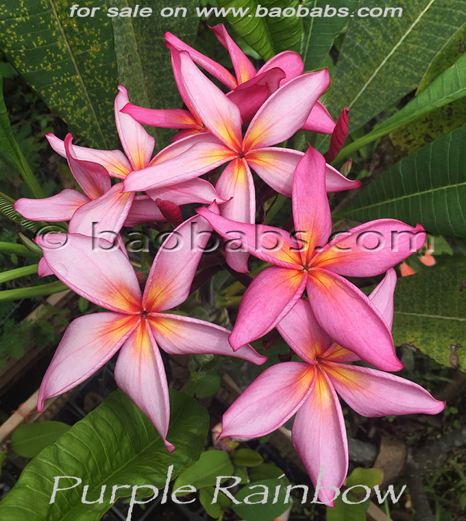 Plumeria rubra PURPLE RAINBOW AKA  Muang Sairung , Violet Rainbow, Violet Star