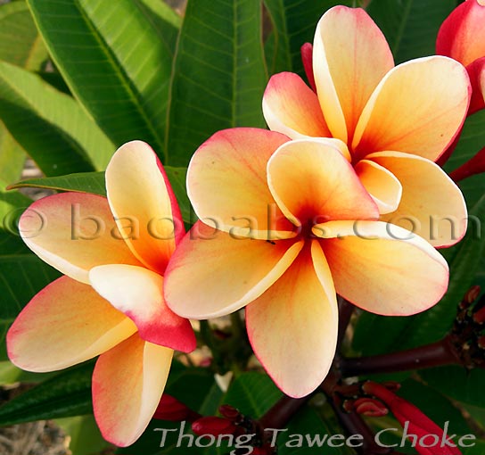 Plumeria Thong Tawee Choke