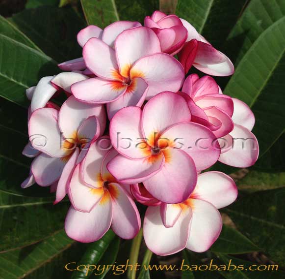 Plumeria rubra TORNADO AKA  Thai Tornado , 4606